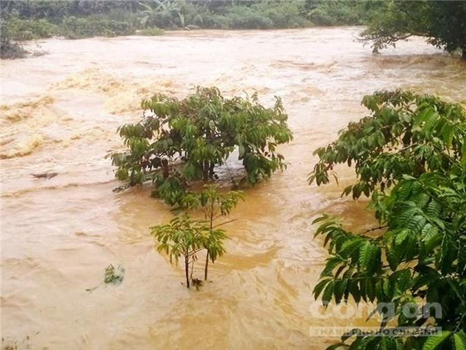 Lâm Đồng: Đập chứa nước Kala xả lũ, dân trồng cà phê điêu đứng