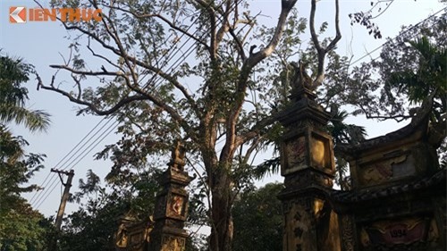 Tiết lộ danh tính đại gia chi 24,5 tỷ mua cây sưa 200 tuổi ở Bắc Ninh