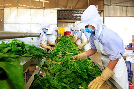 Cảnh báo rau Việt Nam sang Thụy Sĩ tồn dư thuốc trừ sâu quá mức