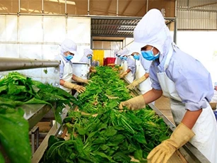 Cảnh báo rau Việt Nam sang Thụy Sĩ tồn dư thuốc trừ sâu quá mức