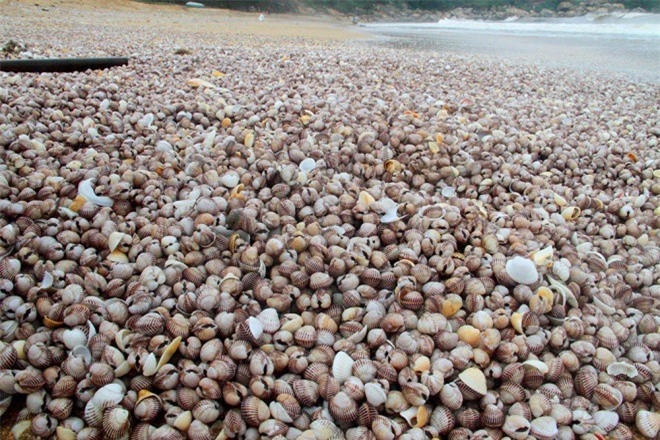 Hà Tĩnh: Sò lông dạt kín bờ, người dân hồ hởi đi vớt "lộc trời"