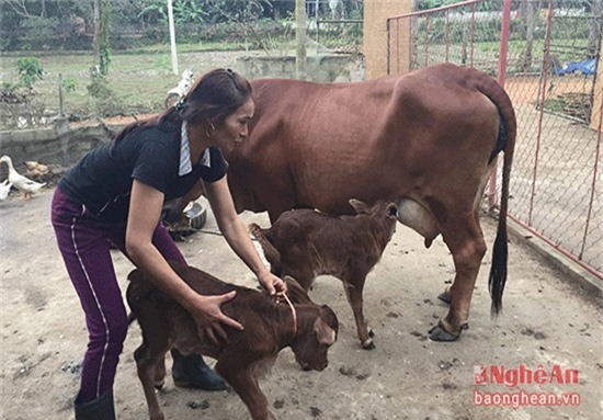 Dân đổ xô đi xem bò sinh đôi ở Nghệ An