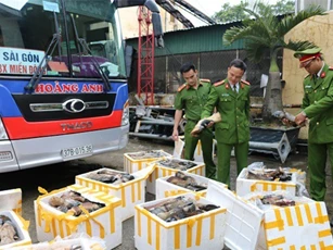 Hà Tĩnh: Bắt xe khách chở hơn 1 tấn đuôi trâu bò bốc mùi hôi thối