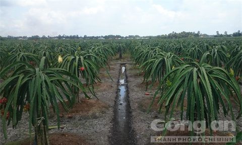 Mắc đèn cho thanh long, nam thanh niên bị điện giật tử vong