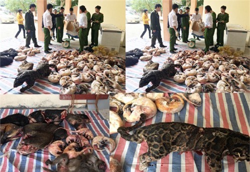 Phát hiện 46 cá thể động vật hoang dã bị ướp lạnh