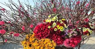Top 6 chợ hoa nổi tiếng Hà Nội dịp tết Nguyên đán 2017