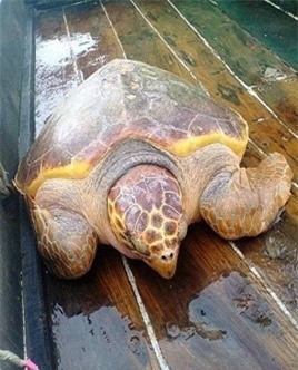 Rùa vàng dài 1,5m nặng 70kg mắc lưới ngư dân Thanh Hóa