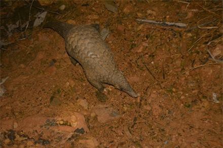 54 cá thể tê tê java quý hiếm được thả về tự nhiên