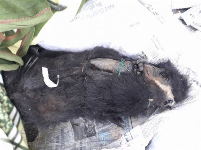 Phát hiện 12 cá thể voọc quý hiếm không giấy tờ hợp lệ