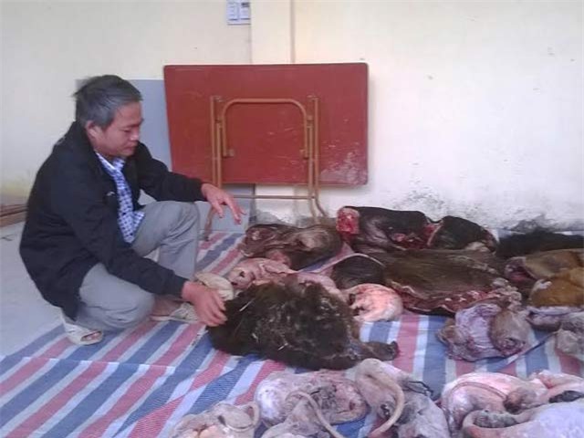 Thu giữ gần 600 kg báo gấm, mèo rừng, cầy bay tại nhà dân ở Thanh Hóa