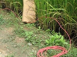 Cha bẫy điện quanh nhà trốn đối thủ khiến con trai chết thảm