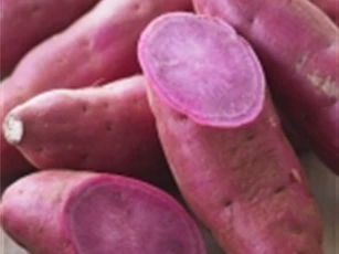 "Đánh bay" ung thư nhờ khoai lang tím?