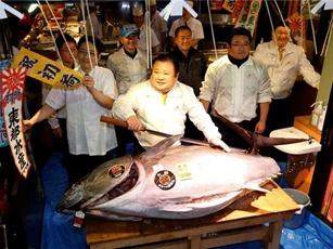 Một miếng cá ngừ "vua" Nhật Bản có giá 85 USD