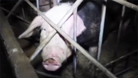 "Phù phép" biến heo nái thành heo rừng bằng thuốc nhuộm tóc