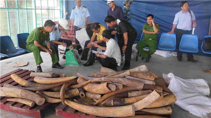 Khởi tố vụ án buôn lậu 446kg ngà voi tại cảng Cát Lái