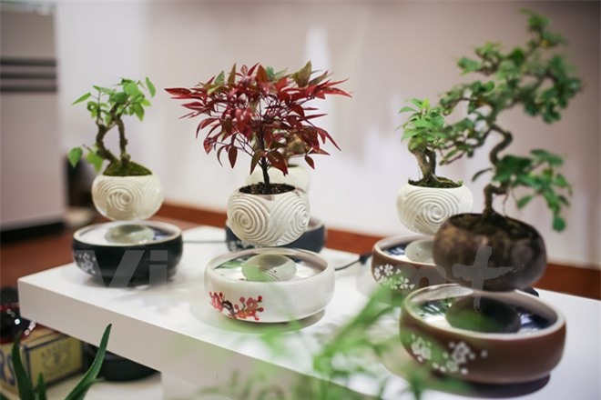 Bonsai bay lơ lửng gây "sốt" thị trường Tết Nguyên đán 2017