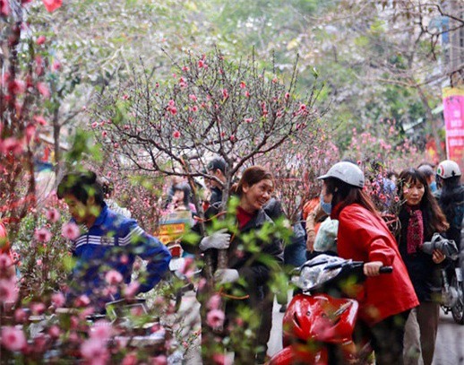 Vietnam Airlines nhận ký gửi cành đào, mai dịp Tết