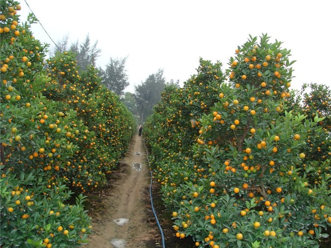 Người nông dân "đứng ngồi không yên" vì đào nở hoa sớm 