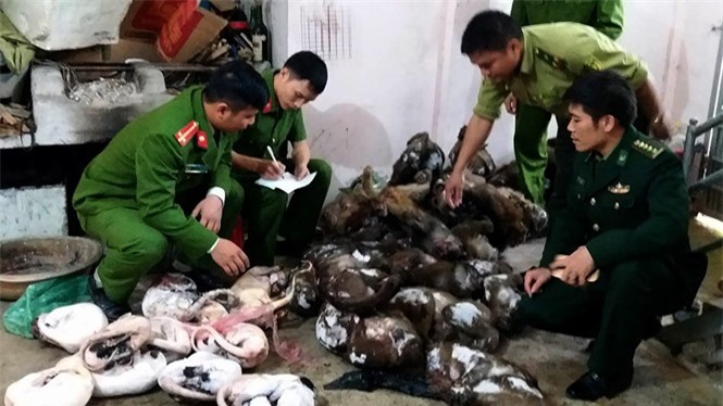 Bắt giữ một đầu nậu buôn gần 50 cá thể động vật hoang dã