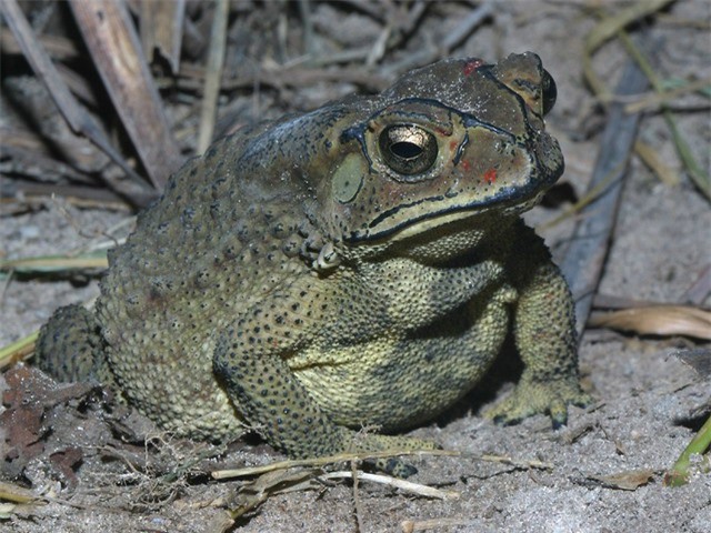 Ăn thịt cóc, hai vợ chồng ngộ độc tử vong