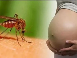 Ca nhiễm Zika đầu tiên tại Bến Tre đang mang bầu 18 tuần