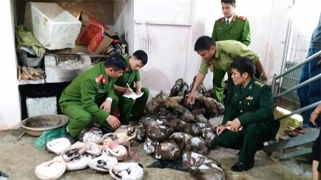 Hà Tĩnh: Bắt giữ 270kg cá thể động vật hoang dã 