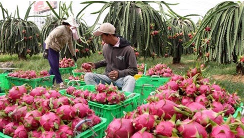 Australia công bố điều kiện cuối cùng nhập khẩu thanh long Việt Nam