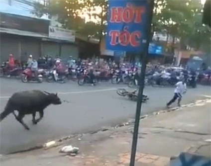 Trâu điên tấn công chủ nhân, gây náo loạn ở Đồng Nai
