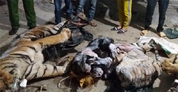 Xác hổ đông lạnh hơn 300kg được giấu trong trang trại bò