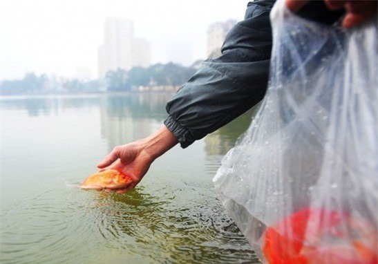Ý nghĩa tục lệ thả cá chép ngày Tết ông Công ông Táo