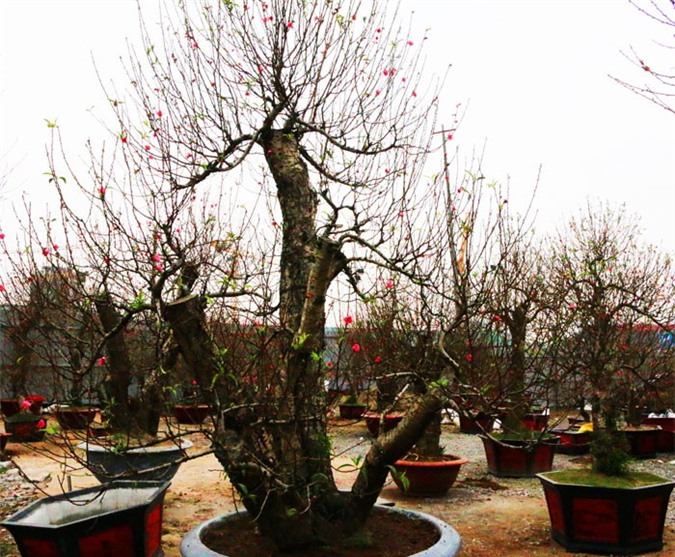 Đào Tết tăng giá: "Kẻ khóc, người cười"