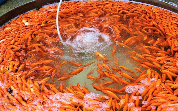 Vì sao thả cá chép ngày Tết ông Công, ông Táo?