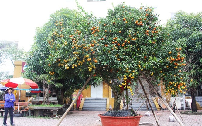 Đại gia chi 170 triệu mua cây quýt trăm tuổi chơi Tết