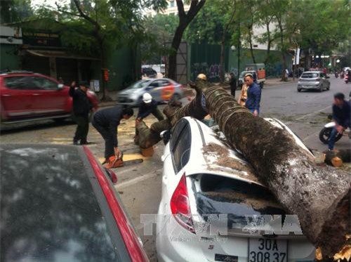Cây cổ thụ đè bẹp rúm ôtô trên phố Lý Thường Kiệt