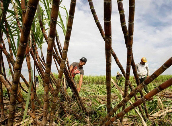 Lượng đường sản xuất trong nước giảm năm thứ 2 liên tiếp 