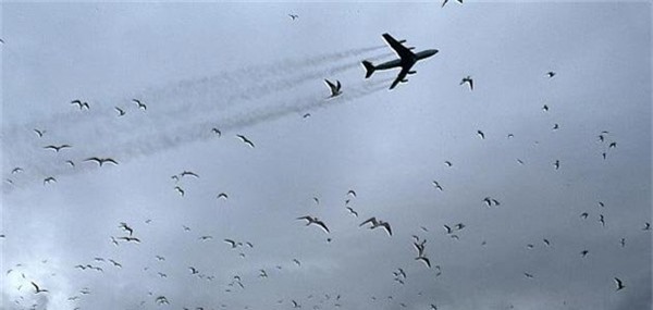 Mỹ: Dọn đường cho phi cơ, New York "thổi bay" 70.000 con chim