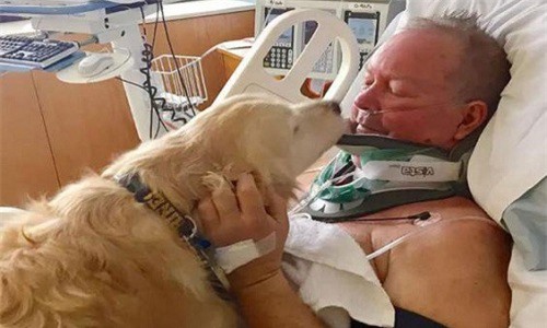 Chó cưng vùi mình trong tuyết âm 4 độ C 20 tiếng để cứu mạng chủ 