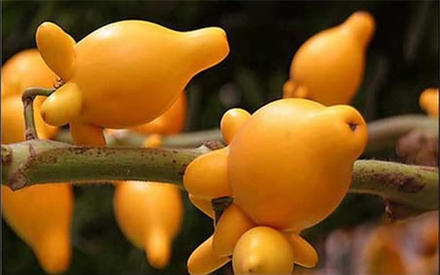 Quả dư thừa - "cà độc dược" nguy hiểm khôn lường