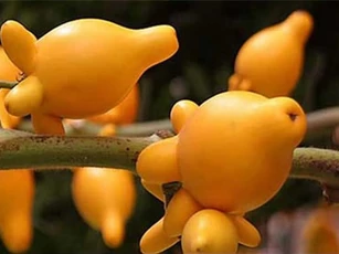 Quả dư thừa - "cà độc dược" nguy hiểm khôn lường