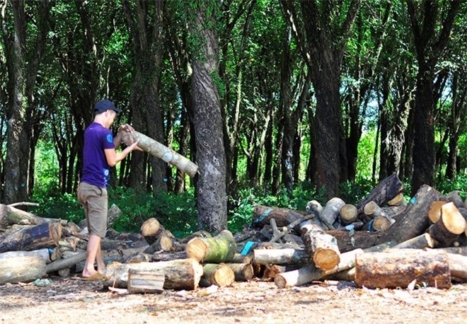 Tập đoàn công nghiệp cao su Việt Nam bị đình chỉ chế độ ưu tiên