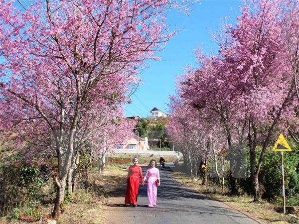Đà Lạt hủy Lễ hội hoa mai anh đào vì hoa... không nở
