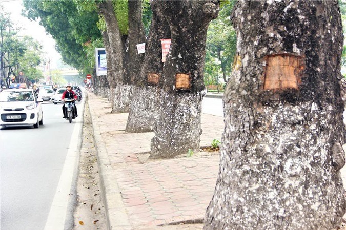 Hà Nội: Hàng chục cây xà cừ bị đục khoét nham nhở