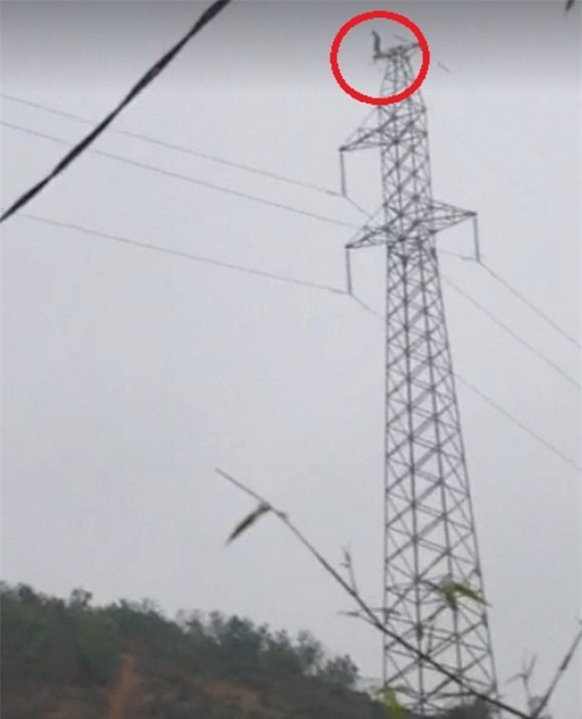 Người đàn ông leo lên đỉnh cột điện cao thế cố thủ nhiều giờ
