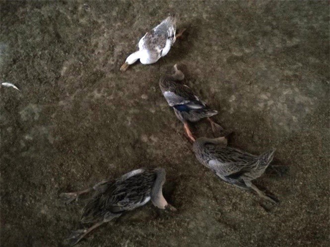 Gần 1.000 con vịt sắp đẻ trứng bỗng nhiên chết hàng loạt