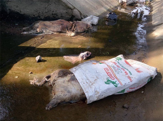 Hà Tĩnh: Kinh hoàng lợn chết trôi kênh bốc mùi nồng nặc