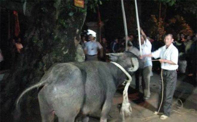 Hủy bỏ tục thắt cổ trâu tại Lễ hội đền Đông Cuông