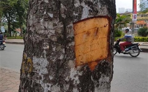 Thông tin mới nhất vụ đục khoét cây xà cừ ở đường Láng