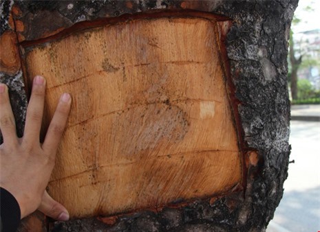 Tiết lộ nguyên nhân hàng chục cây xà cừ ở Hà Nội bị "khoét" vỏ