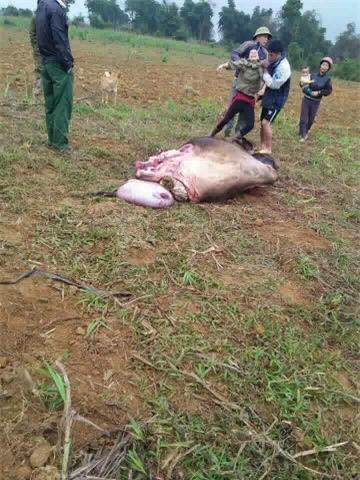 Trâu sắp đẻ bị trộm chặt chân, giết hại dã man