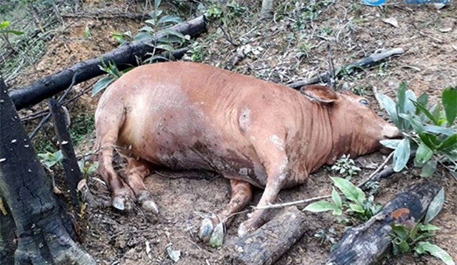 Hà Tĩnh: 8 con bò khỏe mạnh chết bất thường trong rừng
